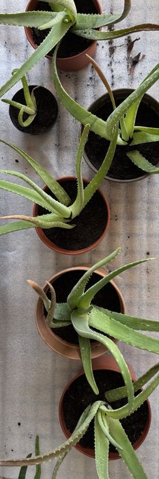 Aloe Vera individual vários tamanhos
