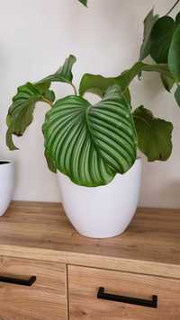 Kalatea okrągłolistna Calathea orbifolia roślinka doniczkowa