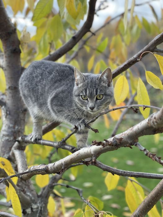 Котеня шукають сімʼю