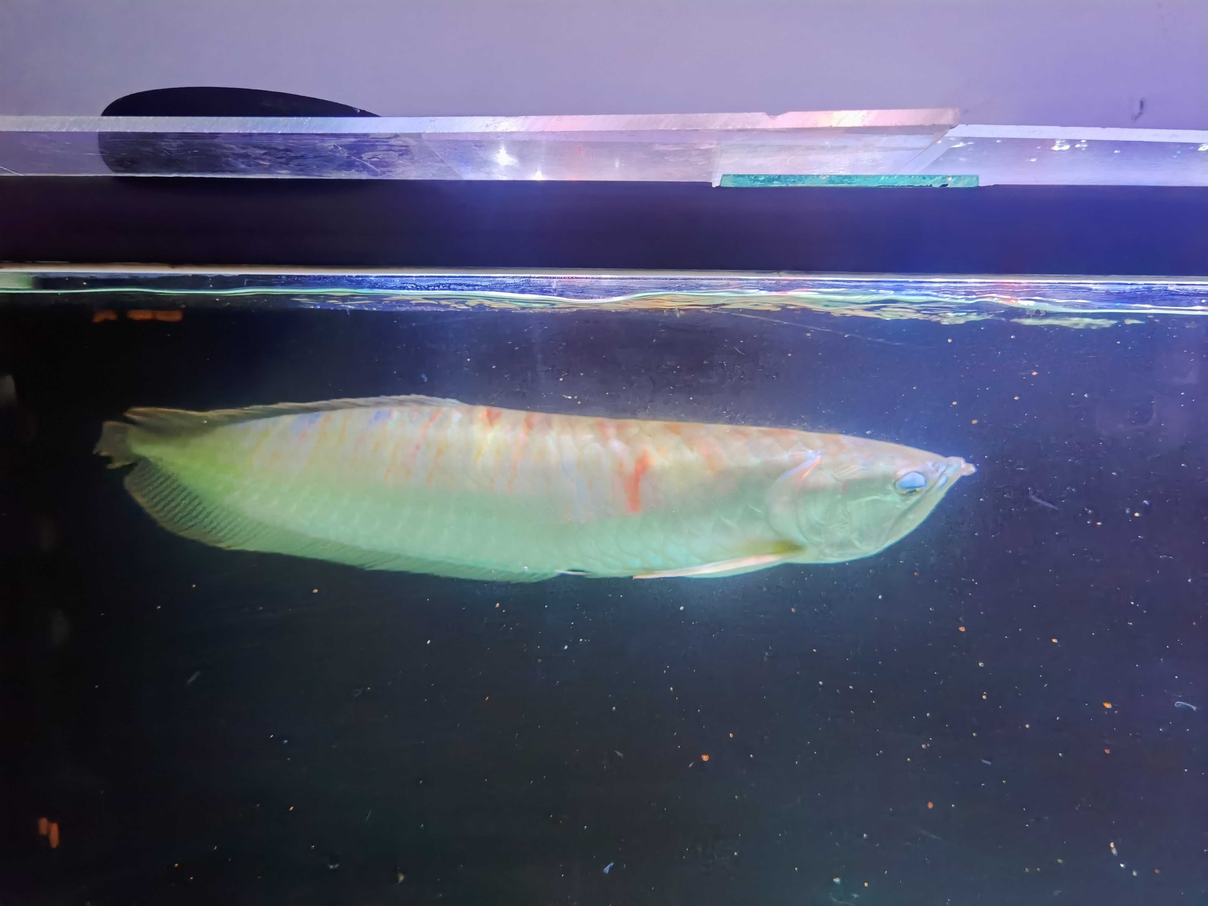 Arowana Silver 60cm