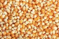 Продам кукурузу пшеницу ячмень зерно
