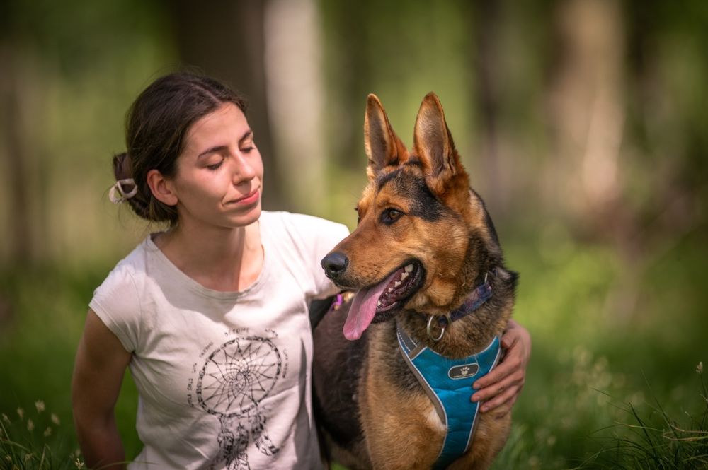 Radosny psiak w typie owczarka niemieckiego szuka swojego człowieka