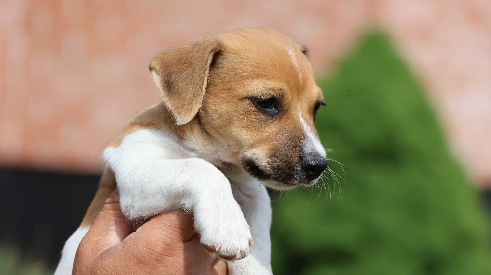 Jack Russell Terrier/BREFIO- suczka VICI / szczeniak