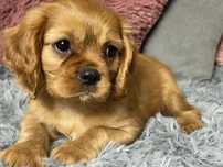 Cavalier King Charles Spaniel
