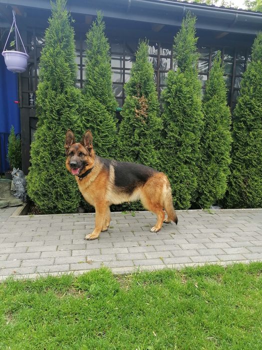 Owczarek Niemiecki krótkowłosy