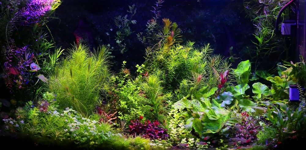 Glossostigma, Mi.Monte Carlo, Blyxa, Eleocharis
