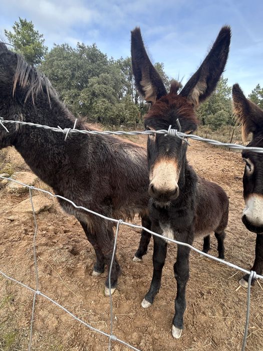 Burro jovem 6 meses – muito meigo