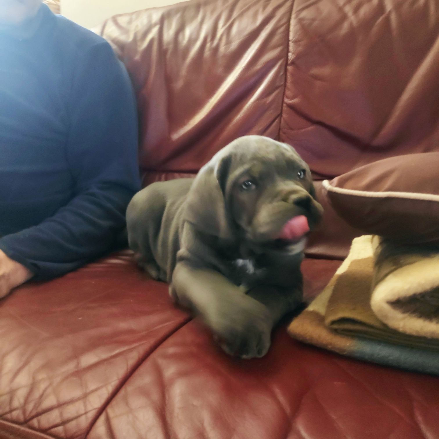 Cane corso niebieskooki samczyk z metryką FCI