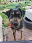 Helios poleca się do adopcji:)