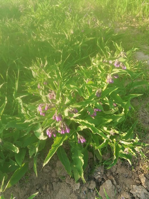 ŚWIEŻY KORZEŃ ŻYWOKOSTU 2 kg. kopany na bieżąco