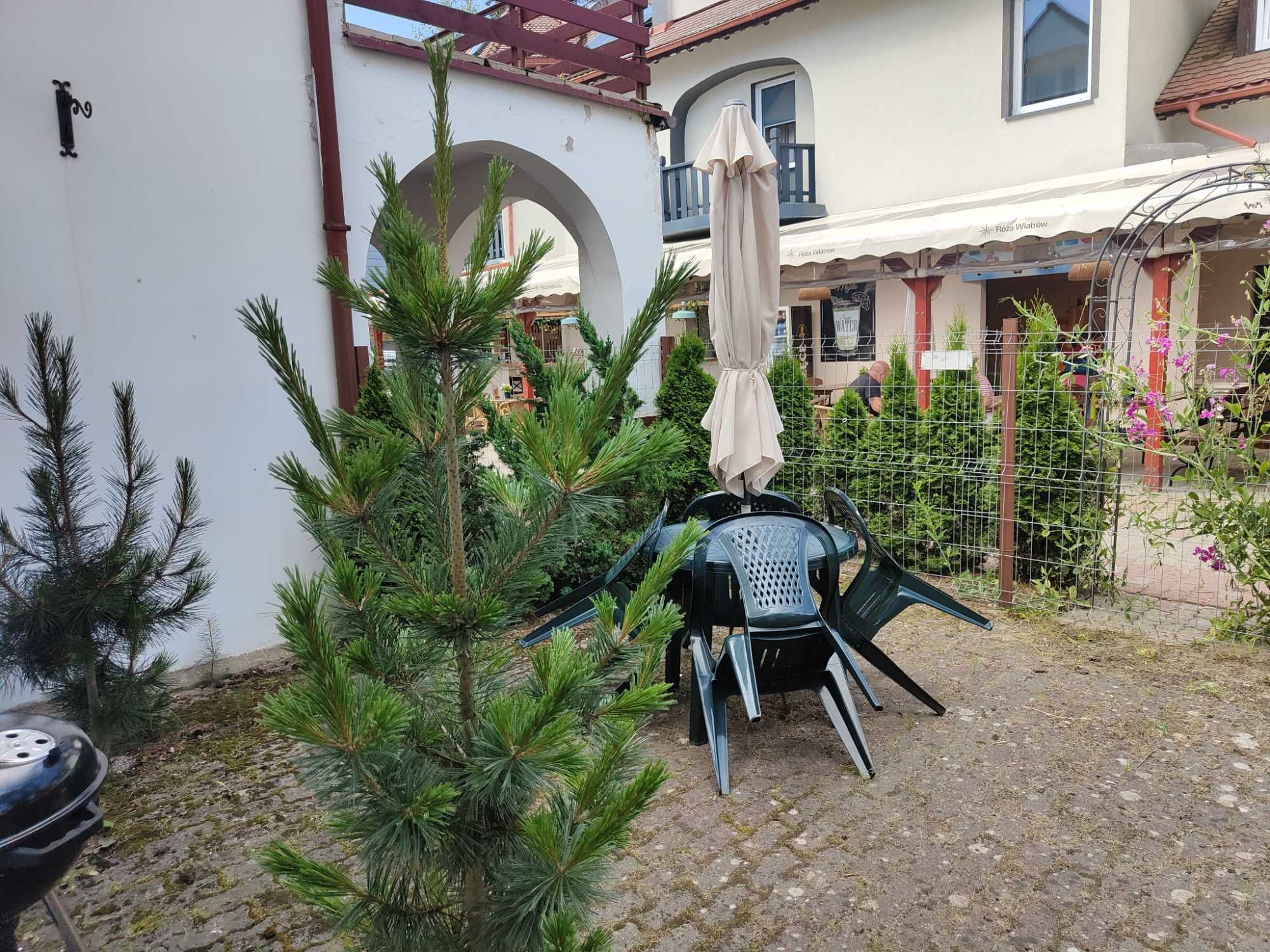 POGORZELICA przy plaży --- NAJTANIEJ  !!!