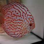 Dyskowiec Samica pigeon red map 17-18cm discus