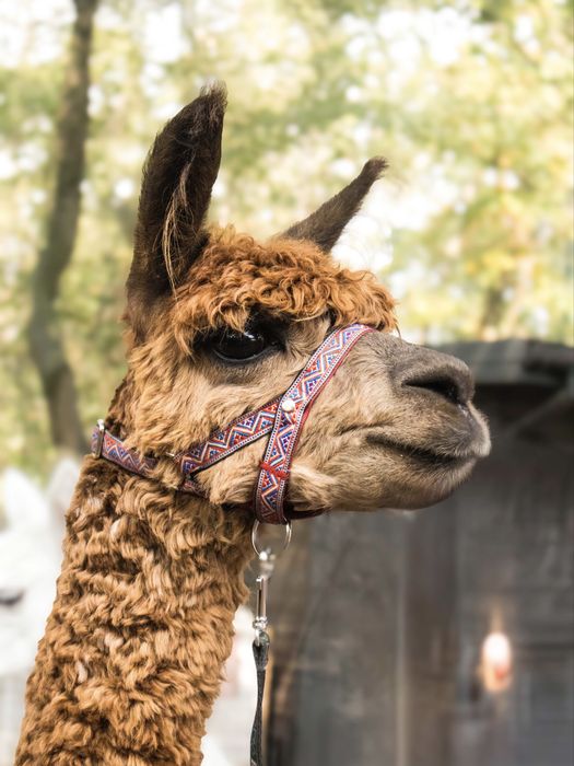 Alpaka samiec suri