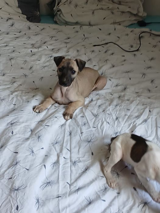 Chart Angielski Whippet śliczny piesek