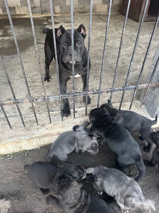 Щенята Кане Корсо