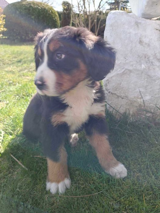Berneński Pies Pasterski - szczeniak