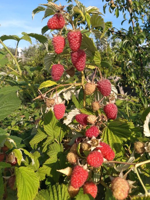 Продам Саджанці малини