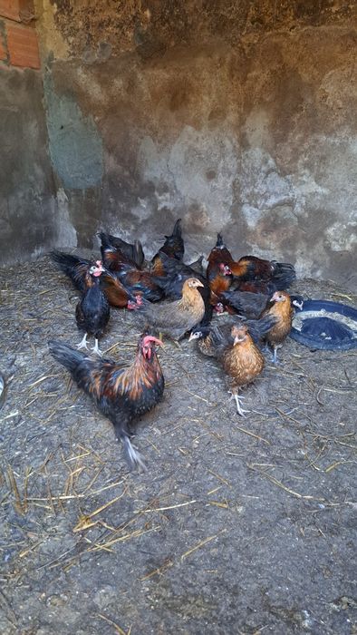 19 granizos para criação