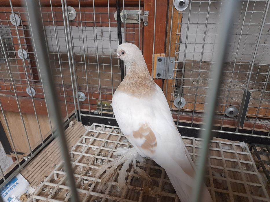 Gołębie ozdobne blaiwindry