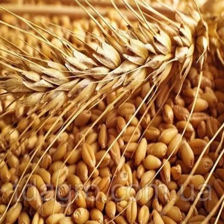 Продам пшеницу этого года