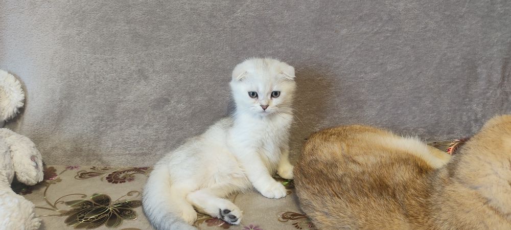 Капловухий срібна шиншилла