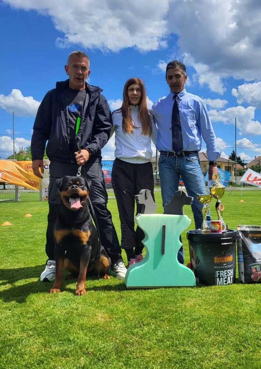 Rottweiler ZKwP/FCI - Samiec - Rezerwacja