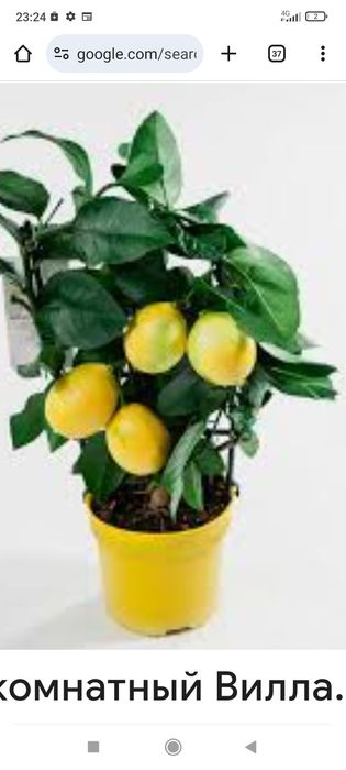 Цитруси привиті: лимон, лайм, кумкват