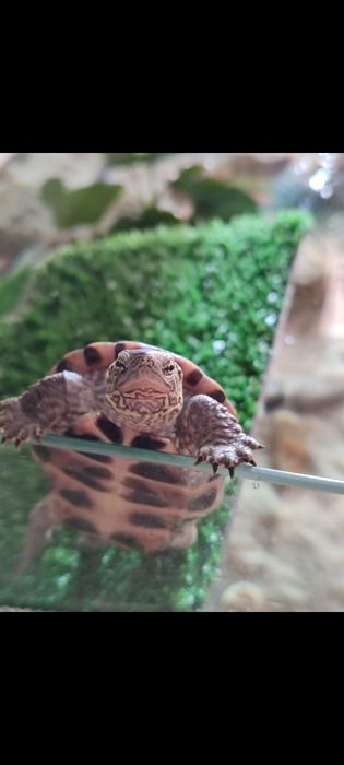 Żółw z wyposażeniem