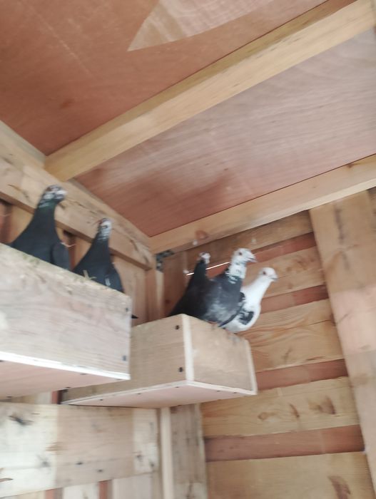 Sprzedam gołębie pocztowe tigry pary parzyste