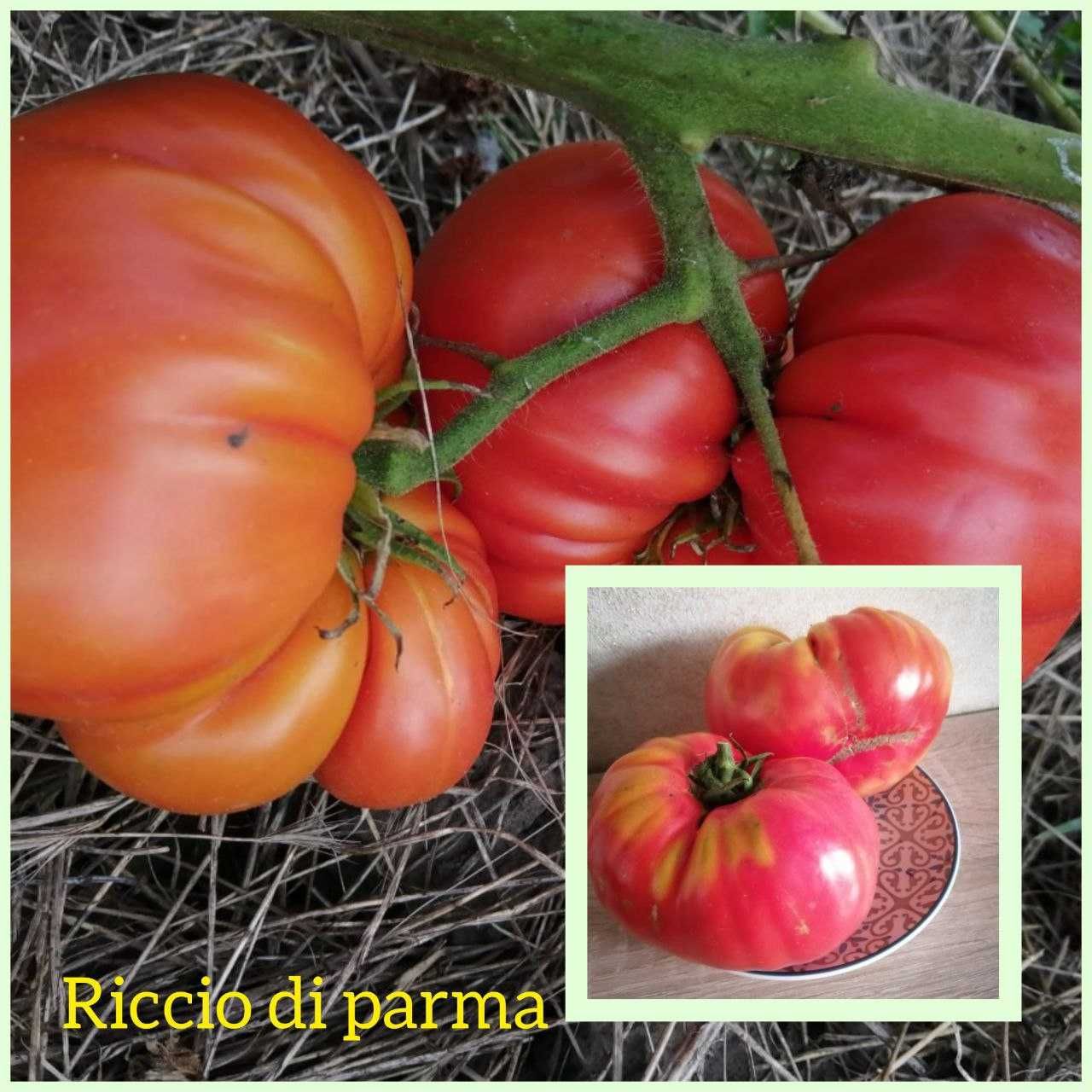 Семена домашних томатов, помидор