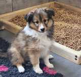 Owczarek szetlandzki, Sheltie, szczeniak, śniada SUCZKA  FCI