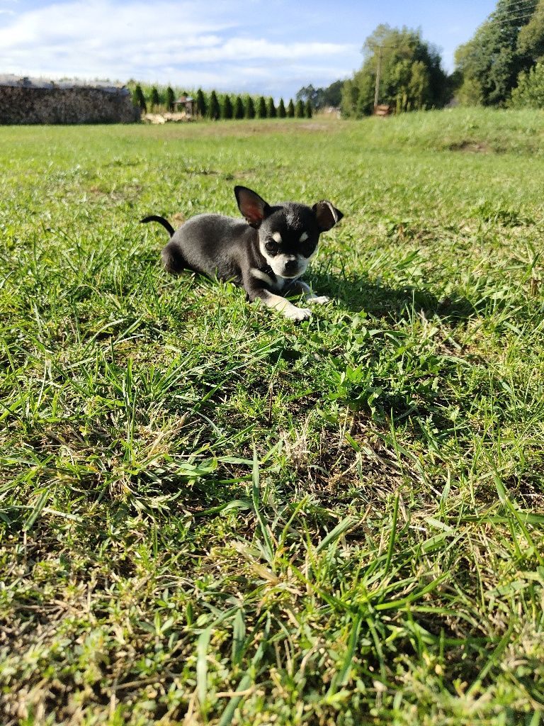 Chihuahua krótkowłosa
