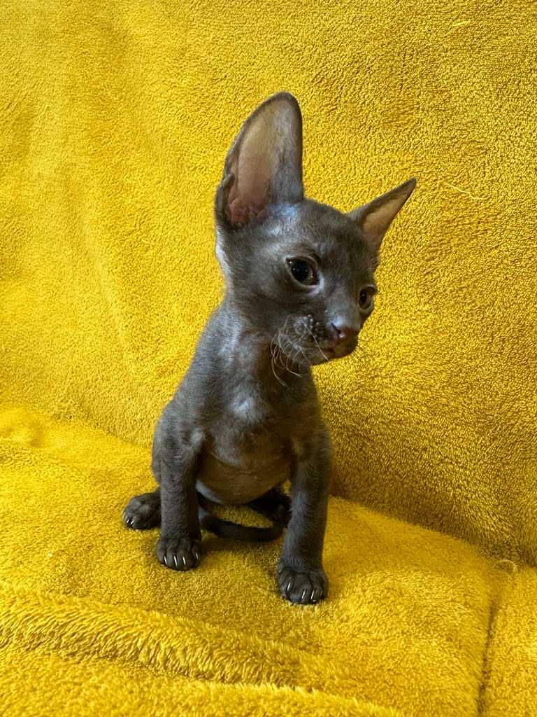 CORNISH REX - Dostępny kocurek o imieniu MAGIC Hodowla: MatiMalwa*PL