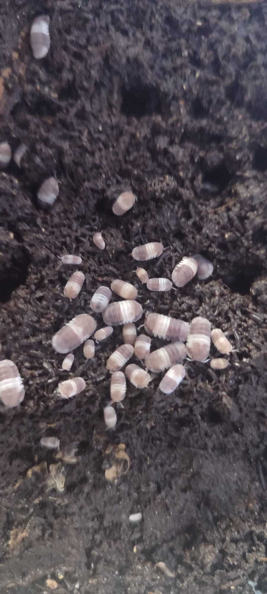 Isopods (Bichos-de-conta)