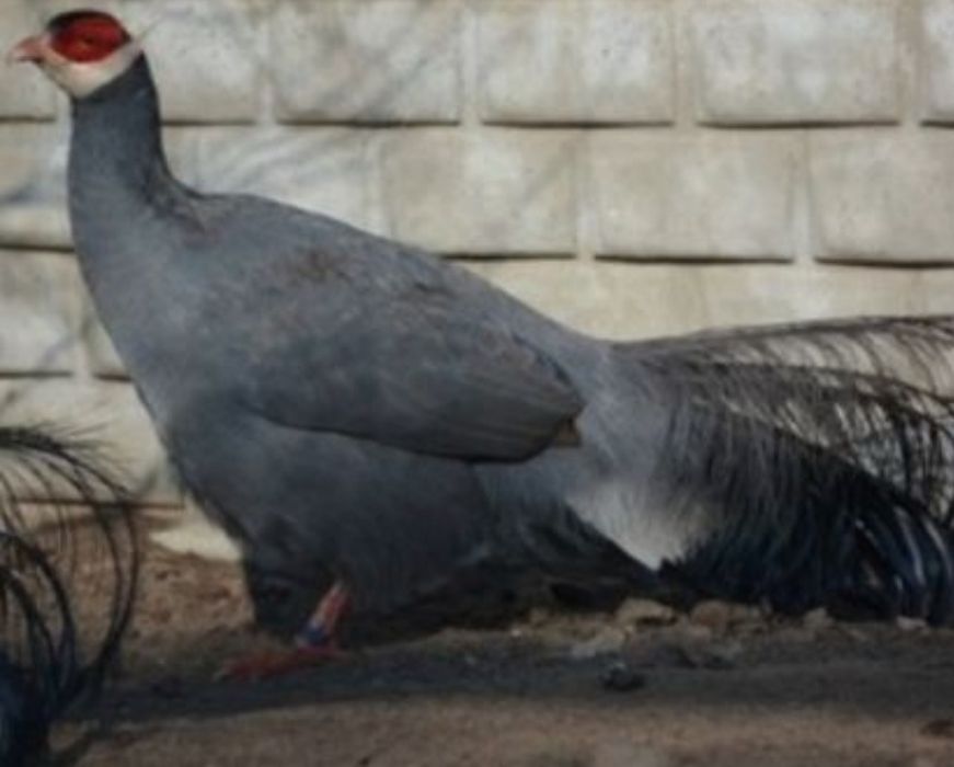 Sprzedam bażanty Uszaki ine