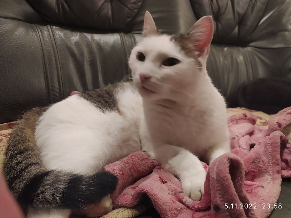 Poszukiwany  kot Maniek