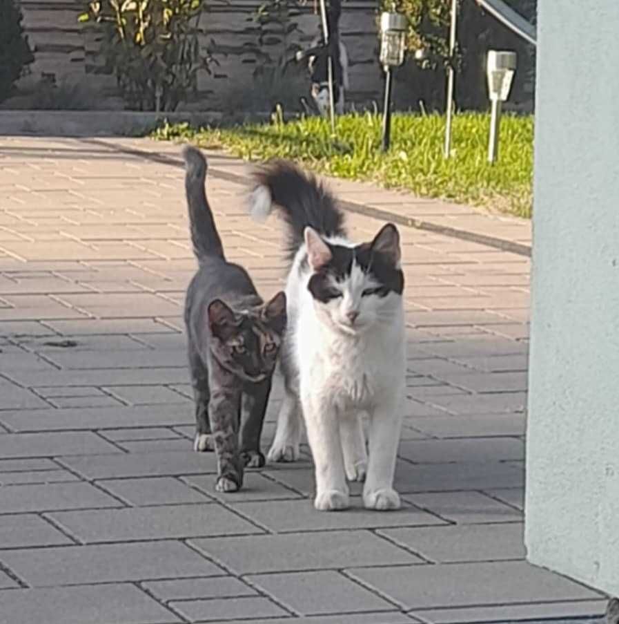 Oddam koty. Matka i młode