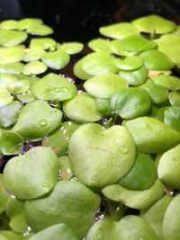 Limnobium laevigatum - Planta Flutuante