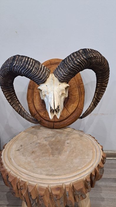 Poroże Muflona medalionowego