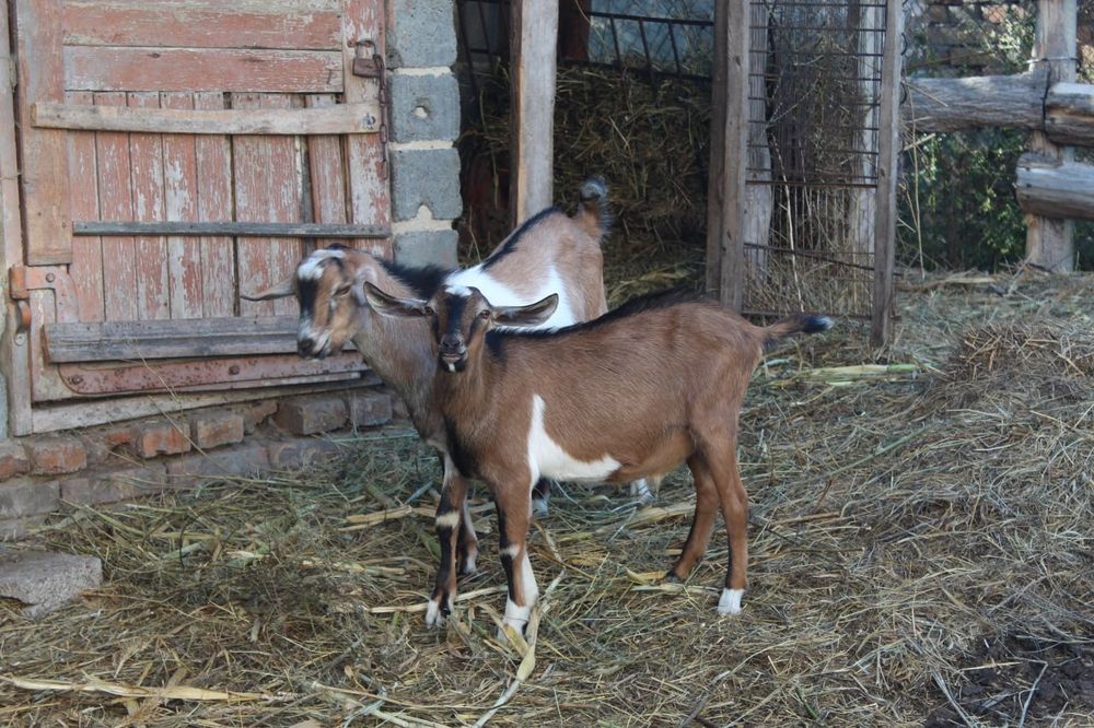 Продам двох цапів, козли