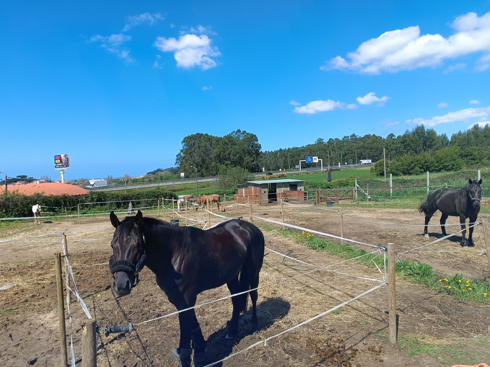 Cavalos a penso em Matosinhos