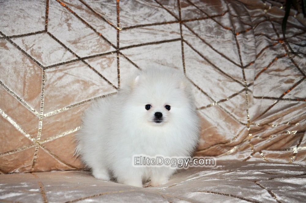 Супер-мини щенок померанский шпиц девочка белого окраса
