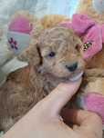 **LUCY**pudel toy/miniatura sunia red plowy -zarezerwowana