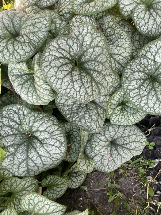 Brunery ,Miodunki i byliny wieloletnie