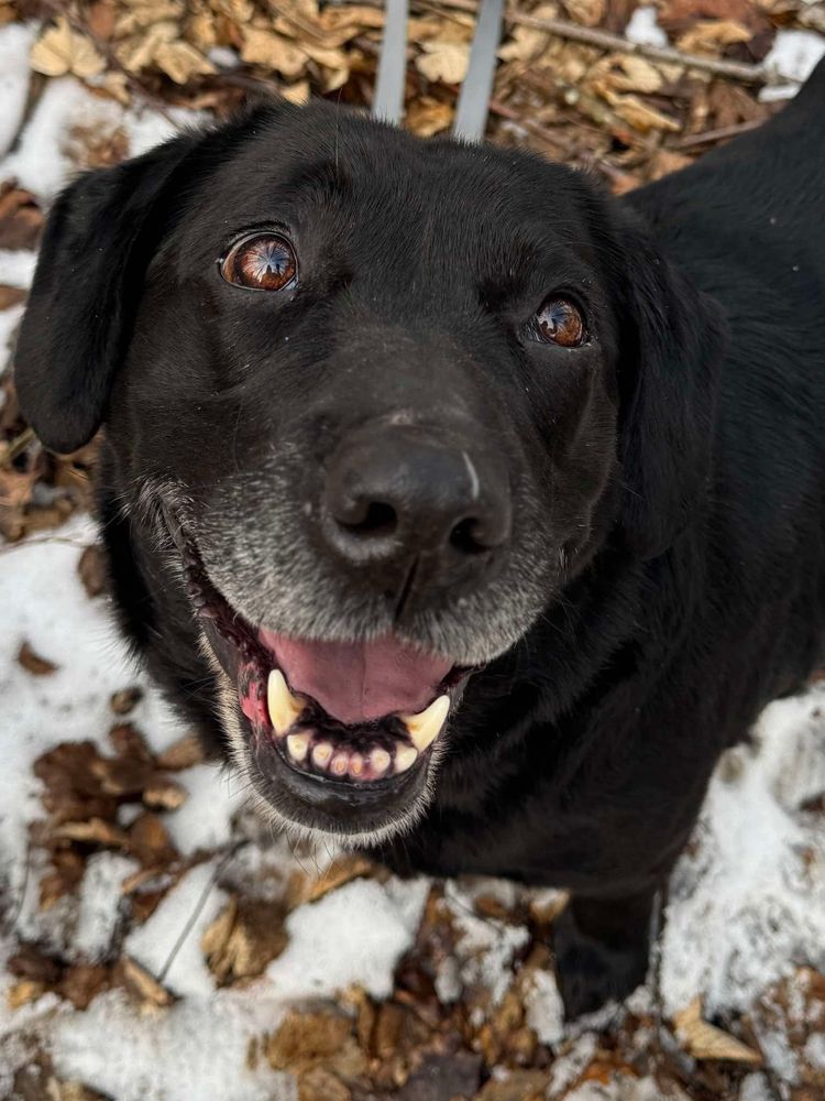 Suczka KAWKA rasy Labrador szuka domku