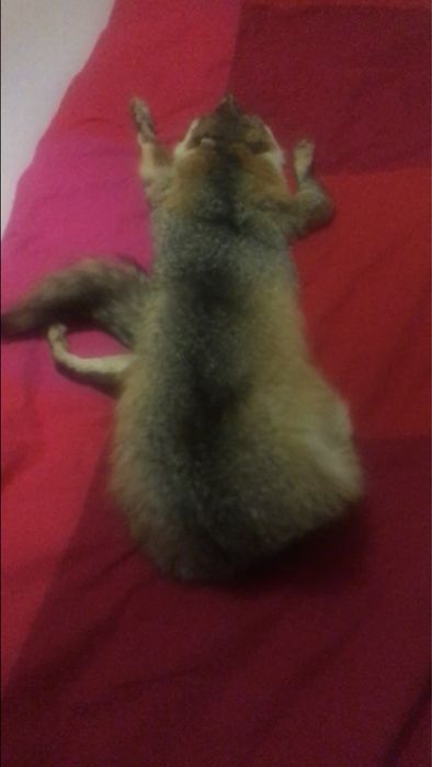 Воротник .Гаржетка . Рыжая лиса.