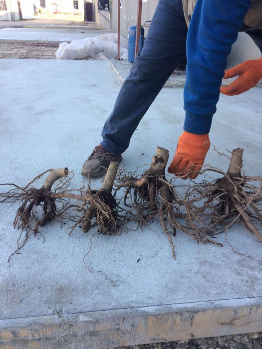 Павловні, Павловнии, Павловнія, МОРОЗОСТІЙКА ДВОРІЧНА!!!