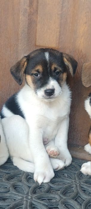 Piesek dwumiesięczny