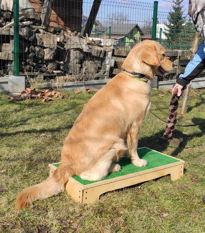 Pozytywne szkolenie psów