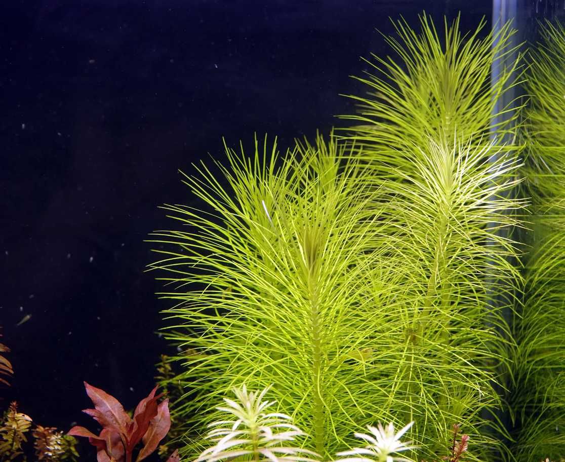 Zestaw XXLux roślin akwariowych styl Nature/Amano do dużego akwarium